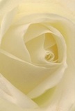 This image places you at the very heart of a cream-white rose, as if cradled among its spiraled petals on a serene Kensal Green morning. The petals, feather-light and unfurled in patient harmony, enfold hints of dew and reflect natural light in a way that brings out gentle ivory and cream tones. Subtle shadows curl between each fold, deepening the bloom's visual poetry while emphasising its tender beauty. You can almost feel the softness under your fingertips and catch the faint, sweet fragrance-a reminder of bouquets crafted with care for sympathy, admiration, or new beginnings along Harrow Road. For a local florist, this rose embodies reverence and compassion; each detail in its form mirrors the dignity and sentiment that community members trust Kensal Green Florist to deliver. The artistry behind this bloom is evident, promising not just a beautiful flower, but an entire experience woven from light, scent, and the soulful touch of a neighbourhood florist.
